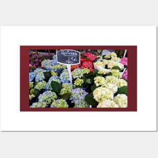 Paris Hortensia Flowers Posters and Art